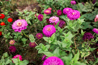 jpgs-photos